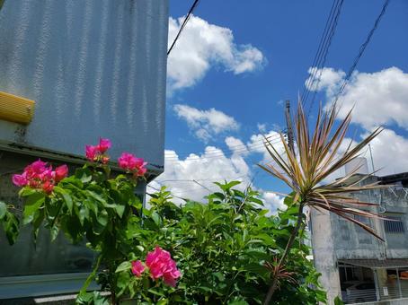沖縄の花 沖縄の花の写真