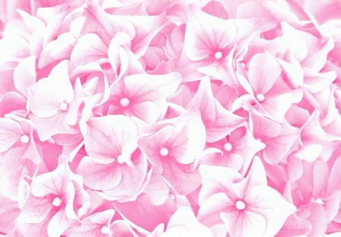 優しい小さなピンクの花たくさん全画面 優しい小さなピンクの花たくさん全画面の写真