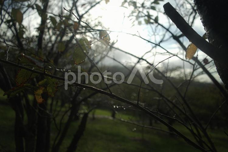 ＜五島の風景＞雨上がり霧が出た鬼岳樹木園 風景,空,植物の写真素材