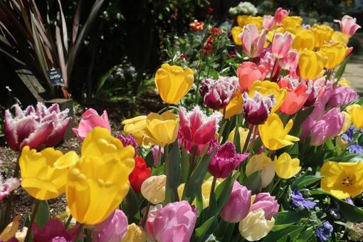 チューリップの写真