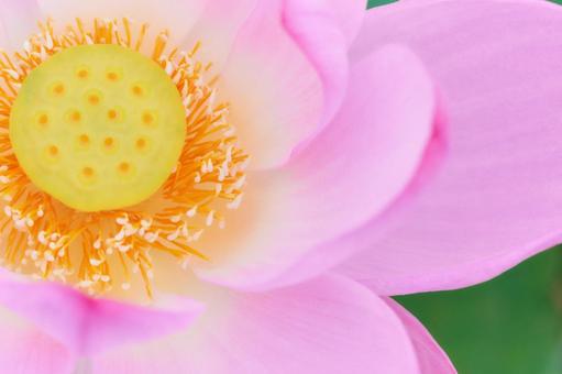 美しすぎるピンク色の蓮の花のアップ 美しすぎるピンク色の蓮の花のアップの写真