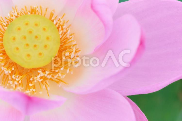 美しすぎるピンク色の蓮の花のアップ 蓮の花,ピンク色,蓮の写真素材