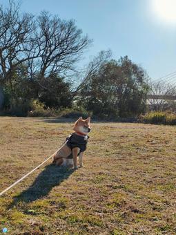 広場でお座りする柴犬です！ 犬,柴犬,シバの写真素材