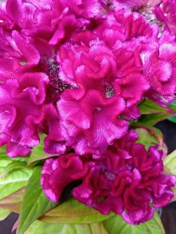 ケイトウ ケイトウ ピンク,濃色,切花の写真素材