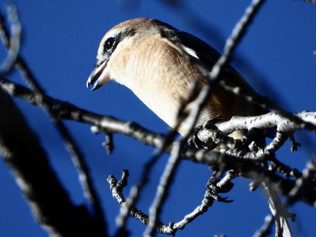 A shrike clinging to a cherry blossom branch, JPG