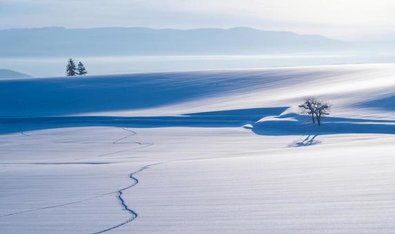 冬の丘が光と影で描く、造形的な雪景色 丘,一本木,風紋の写真素材