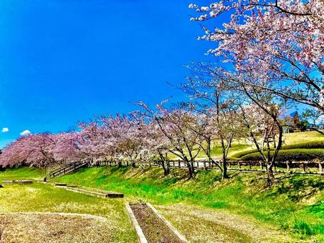 桜 桜,青空,晴天の写真素材