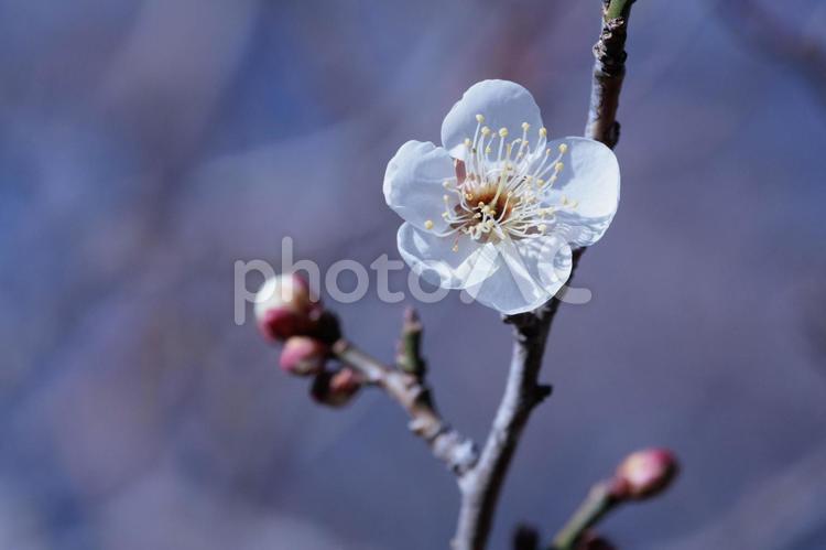 春を告げる白い梅の花 梅,梅の花,白梅の写真素材