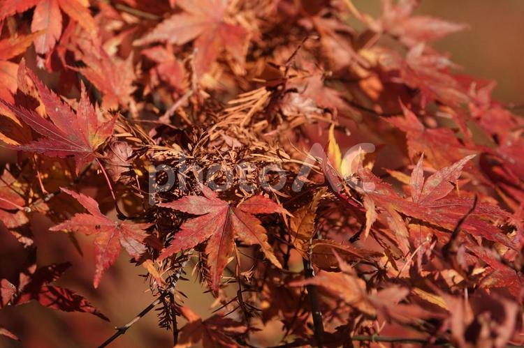 ミクルマ池　一番の紅葉 池,兵庫県西宮市甲山森林公園,ミクルマ池の写真素材