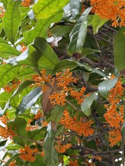 金木犀が咲いた 金木犀,花,良い香りの写真素材