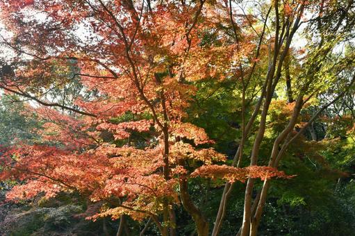 東山植物園的秋葉 東山植物園的秋葉