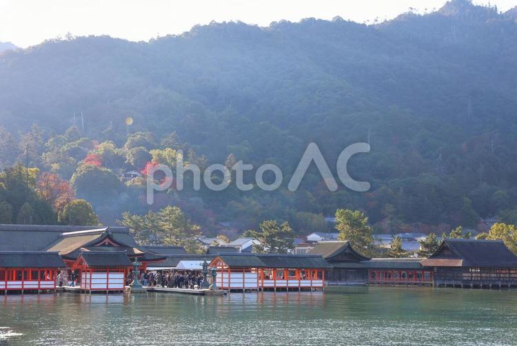 １１月下旬の安芸の宮島の厳島神社の社殿 背景,社殿,建物の写真素材