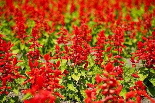 美しいサルビア畑 サルビア,花,花畑の写真素材