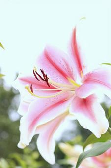 リリーパーク リリーパークの写真
