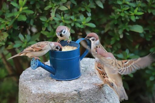 すずめ給餌 野鳥,ことり,スズメの写真素材