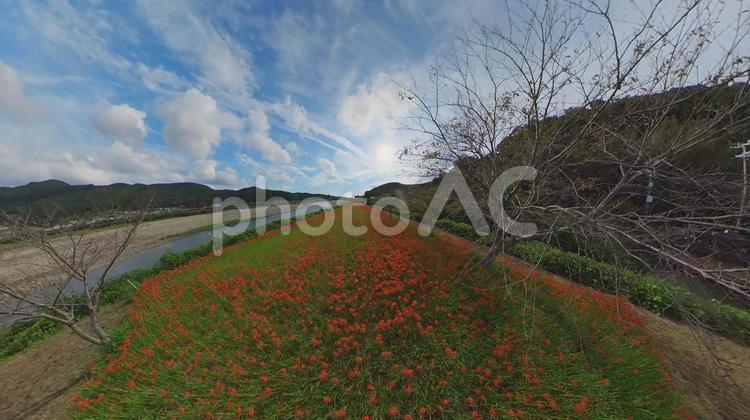 彼岸花と青空 秋,秋季,四季の写真素材