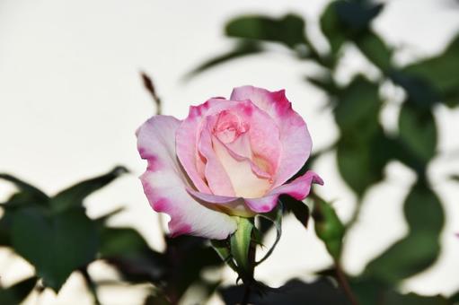 薔薇 薔薇 薔薇,花,綺麗の写真素材