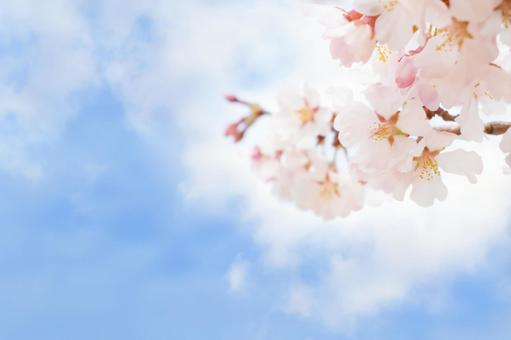 桜と青空 桜と青空の写真