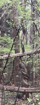 碓氷峠山中の葛が木を絞め殺し。 碓氷峠山中の葛が木を絞め殺し。の写真