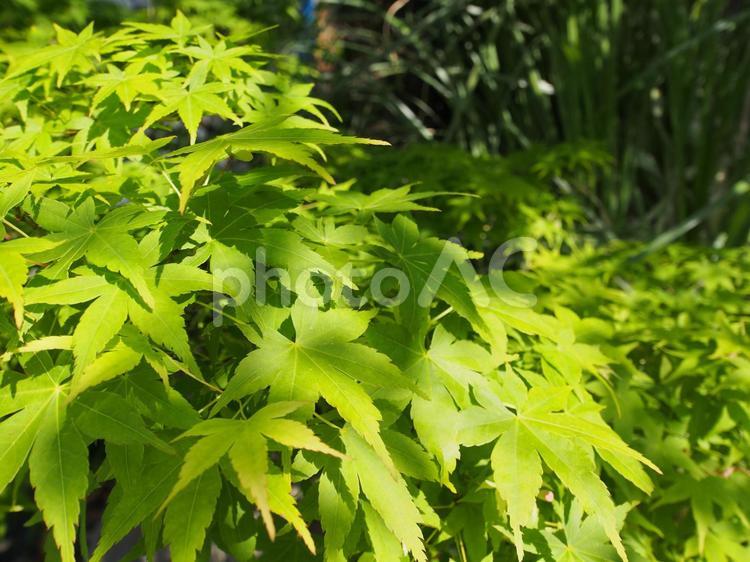 青々と茂る5月のモミジ モミジ,紅葉,緑の写真素材