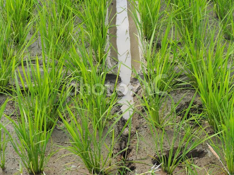 田んぼ　農作業　溝切り① 中干,田んぼ,稲の写真素材