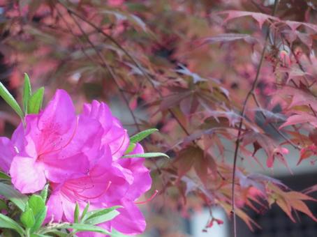 ツツジの花と紅葉のコラボレーション ツツジの花と紅葉のコラボレーションの写真