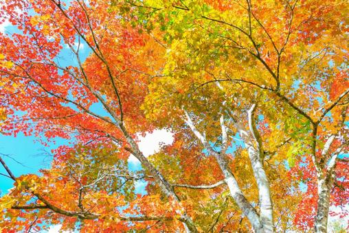 北海道の紅葉 紅葉,福原山荘,見上げるの写真素材