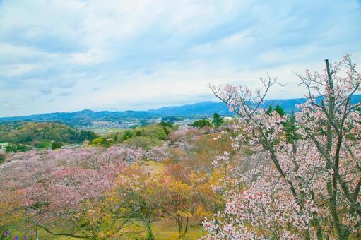 桜と山の景色 桜と山の景色の写真