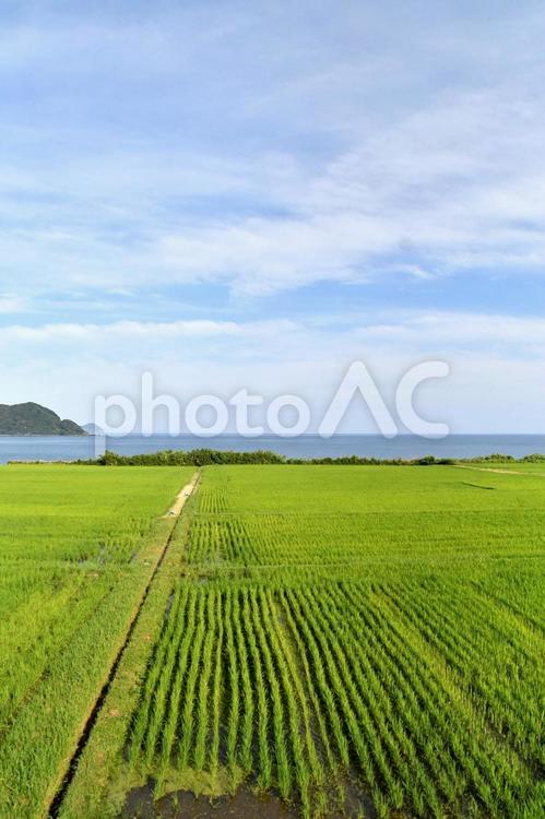 田んぼ　海　空　自然 稲,風景,自然の写真素材