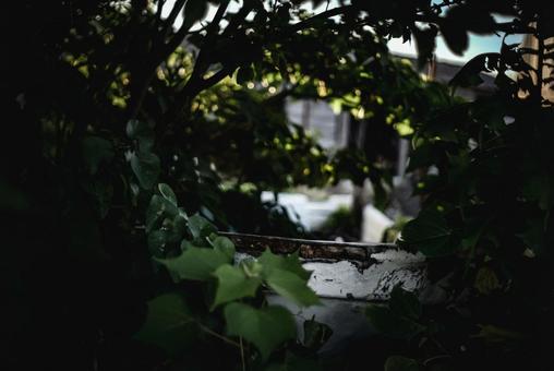 <素材>朝の藪の中に廃棄された漁船の縁 <素材>朝の藪の中に廃棄された漁船の縁の写真