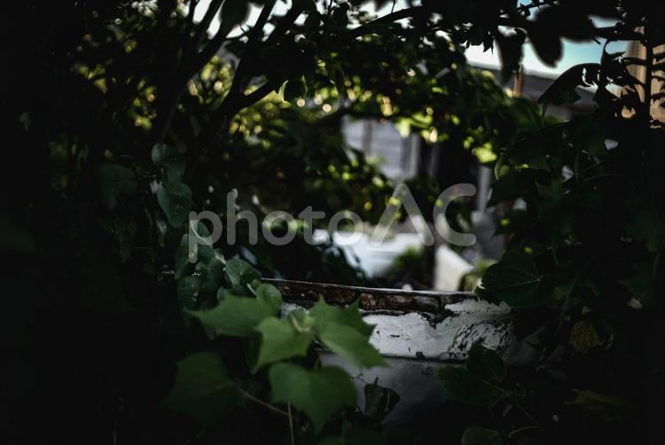 ＜素材＞朝の藪の中に廃棄された漁船の縁 風景,夜明け,朝の写真素材