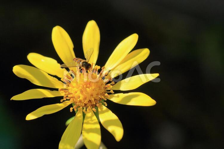 ツワブキの花とハナアブ 秋,植物,庭の写真素材
