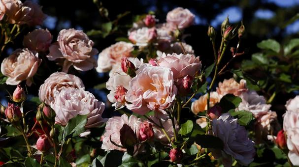 【花の写真】ばらの花 rose,植物,園芸の写真素材