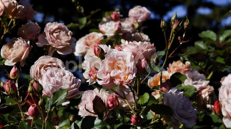 【花の写真】ばらの花 rose,植物,園芸の写真素材