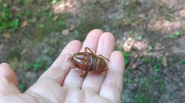 蝉の抜け殻 蝉の抜け殻の写真