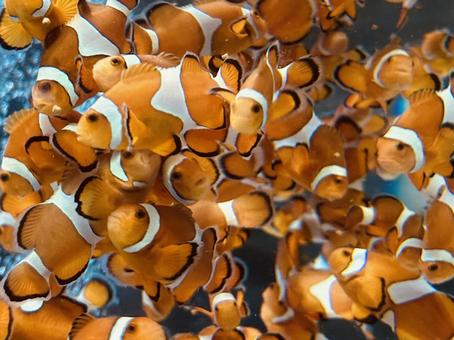 大量のニモ ニモ,カクレクマノミ,大量の写真素材
