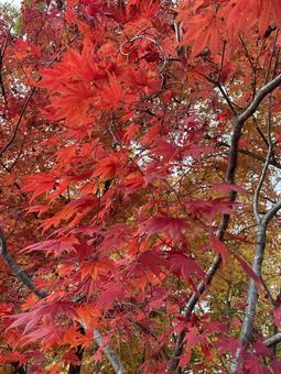 紅葉 紅葉の写真