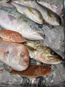 天然魚 天然魚の写真