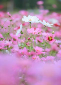 風に揺れる白い秋桜 コスモス,秋桜,コスモス畑の写真素材