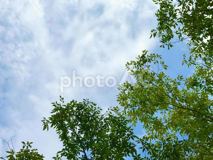 青空と木々の緑 木,自然,晴天の写真素材