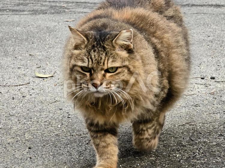 自然の中の地域猫 猫,ネコ,地域猫の写真素材