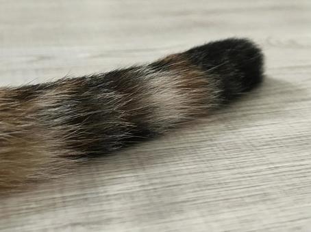 猫のしっぽ 猫のしっぽ 猫のしっぽ,雑種,mixの写真素材