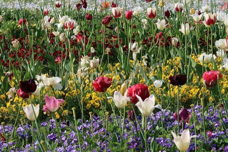 日差しを浴びて お花畑,フラワーアレンジメント,優しい花の写真素材