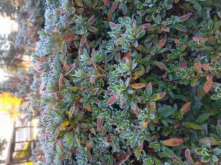 冬の雑草 川,太陽,日の写真素材