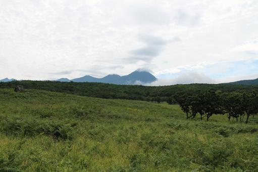 知床3 知床半島,野原,北海道の写真素材