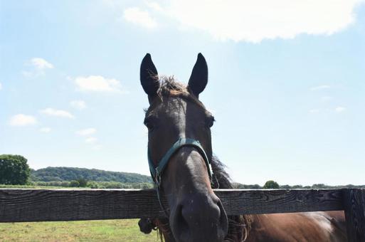 アップ 馬顔 ② アップ 馬顔 ②の写真