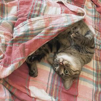 ねこ ねこの写真