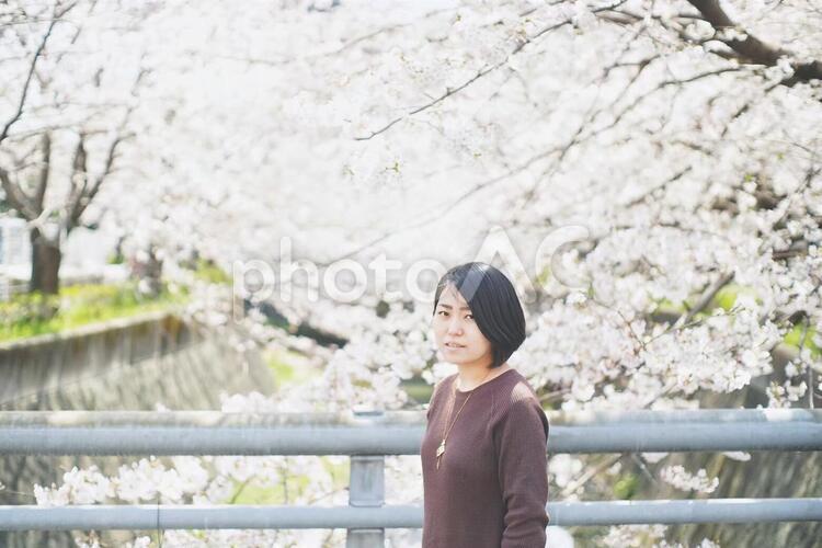 桜並木と女の子 女性,人物,桜の写真素材