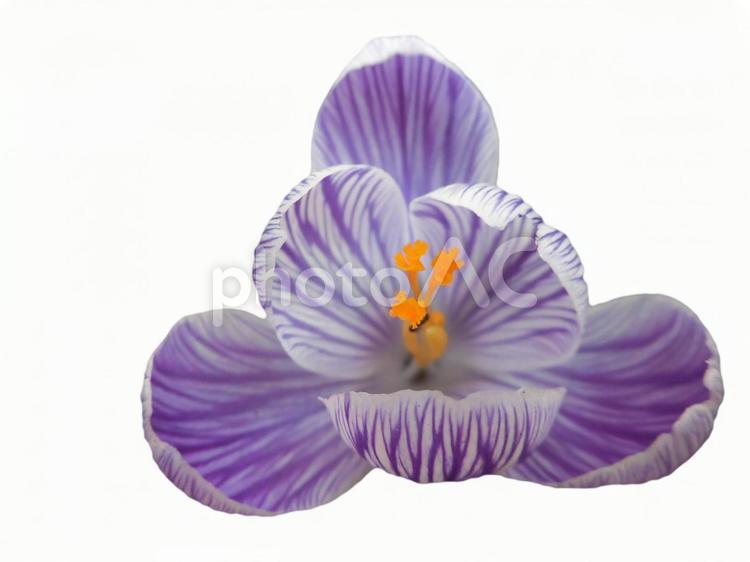 クロッカス（PSD　背景切抜） クロッカス,ハナサフラン,ハルサフランの写真素材