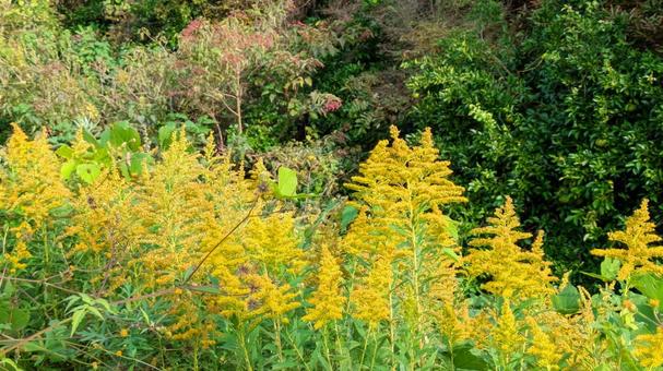 秋の背比べ 秋,自然,里山の写真素材